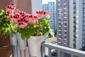 Pink pelargonium flowers. Bud close up. Grow a flower in a pot on the balcony. Botanical petal floral background. Gardening photo