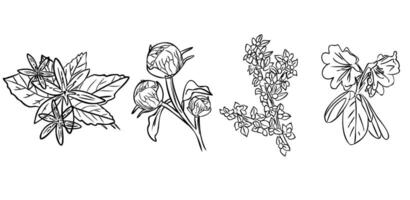 vector Hand Drawn Botanical. Black and white with line art on white backgrounds.