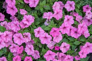 Surfinia pink flower. Buds of a petunia plant on the street. photo