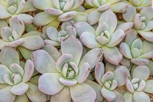 Flowers name Echeveria Jelly Snow Angel. The succulent plant is a type of cactus. Green nature foliage background. photo