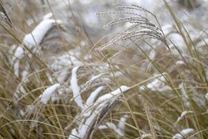 Miscanthus under the snow in winter. Garden plant. photo