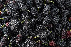 Mulberry in a bowl. Blackberry harvest in summer. Fruit food background. photo