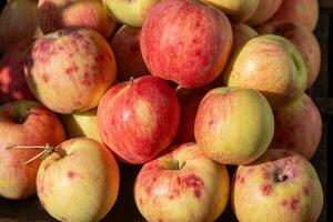 manzana cosecha. otoño fruta. vitamina alimento. rojo manzanas con un rosado punto foto