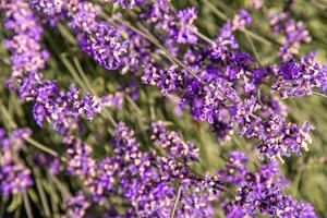 púrpura lavanda flores arbusto. flor en el campo. naturaleza antecedentes. crecer un fragante planta en el jardín. verano flor miel planta de cerca foto