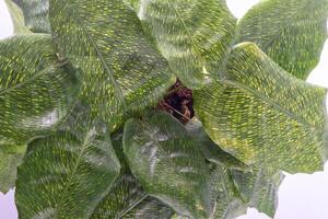 Calathea Musaica plant. Green leaves Calathea network flower. photo