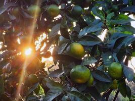 Green tangerines on the tree with a glare of sunlight photo