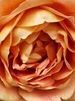 background of orange roses close up photo