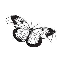 Butterfly Vector Art and  Graphics