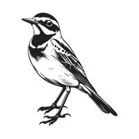 Wagtail Bird Vector Images