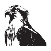 Osprey Head Vector Art, Icons, and Graphics