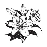 Lily Flower Vector Vector Art and Graphics