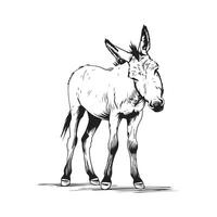 Donkey Vector Art, Icons, and Graphics