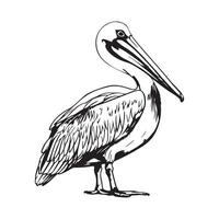 Pelican Vector Images