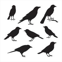 A black silhouette crow bird set vector