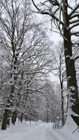 liscio volo al di sopra di un' innevato strada nel un' inverno foresta. video