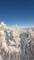 fpv dar vliegend dichtbij naar de met sneeuw bedekt bomen in een winter Woud. video