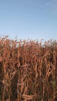 trocken Mais Pflanzen Nahansicht video