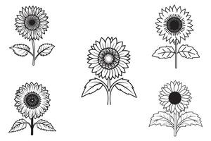 Sunflower Outline Vector On White Background