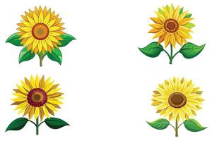 Sunflower blossom illustration on white background vector