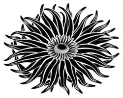 Anemone Outline Vector illustration