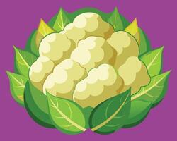 Cauliflower vector icon illustration on white background