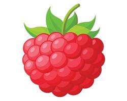 Red testy Raspberry vector illustration