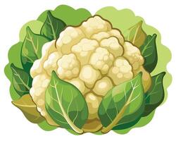 Cauliflower vector icon illustration on white background