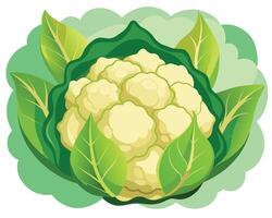 Cauliflower vector icon illustration on white background