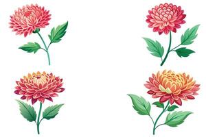 Bouquet of flowers dahlias vector design illustration