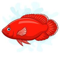 Cartoon Super red Oscar fish on white background vector