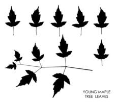 Black silhouettes of maple leaves isolated on white background. Autumn fallen leaves of maple tree. Vector