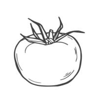 Tomato. Hand drawn sketch icons of vegetable. Isolated vector illustration in doodle line style.