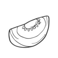 Outline Doodle Tomato Slice. Hand Drawn Illustration vector