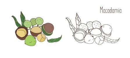 Colored and monochrome drawings of macadamia in shell and shelled with leaves. Delicious edible drupe or nut hand drawn in elegant vintage style. Natural vector illustration.