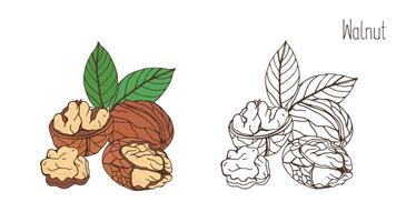 Colored and monochrome drawings of walnut in shell and shelled with pair of leaves. Delicious edible drupe or nut hand drawn in elegant vintage style. Natural vector illustration.