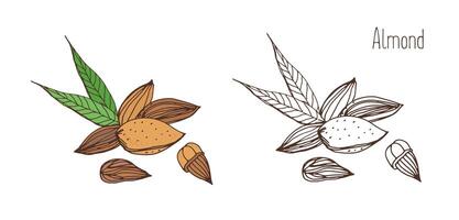 Beautiful colored and monochrome drawings of almond fruits in shell and shelled with pair of leaves. Delicious edible drupe or nut hand drawn in elegant vintage style. Natural vector illustration.