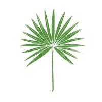 Tropical vector palm leaf illustration on isolated background. Beautiful botanical hand painted exotic element. For designers, spa decoration, postcards, wedding, greetings, wallpapers, wrapping pa