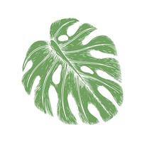 Tropical vector monstera leaf illustration on isolated background. Beautiful botanical hand painted exotic element. For designers, spa decoration, postcards, wedding, greetings, wallpapers, wrapping