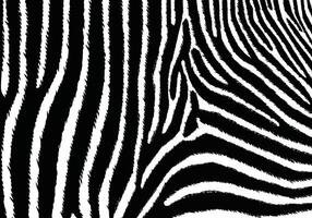 Zebra pattern shape vector in black white for background design.