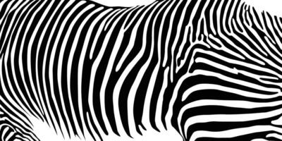 Zebra pattern shape vector illustration for background design.