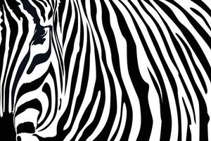 Zebra pattern shape vector in black white for background design.