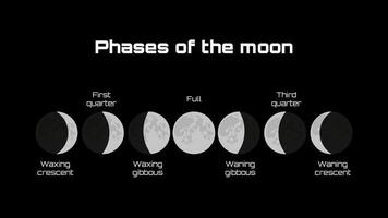 Vector phases of the moon with names on a black background.