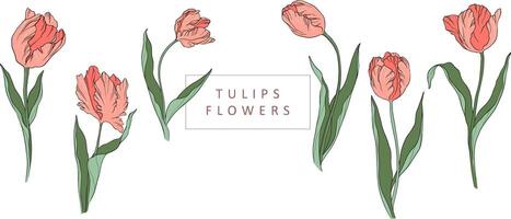 En Vivo vector ilustración tulipanes conjunto silueta contorno pétalos hojas verano primavera botánica clipart De las mujeres día, de madre, Boda invitación, plantilla, saludo tarjeta, floral diseño, flores, plantas