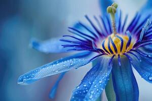 ai generado pasionaria caerulea flor de cerca. foto