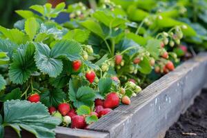 AI generated Strawberries grow in the garden in a raised bed. photo