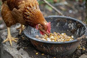 ai generado pollo come alimentar y grano a eco pollo granja foto