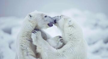 AI generated Two polar bears playing with each other in the tundra. photo