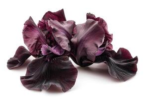 AI generated Beautiful dark purple iris flower isolated on white background. photo