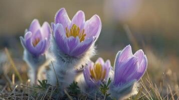AI generated Flowers of the windflower or pulsatilla patens. First spring blooming flower photo