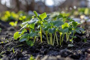 ai generado creciente verde hojas de el primero primavera plantas en jardín. foto